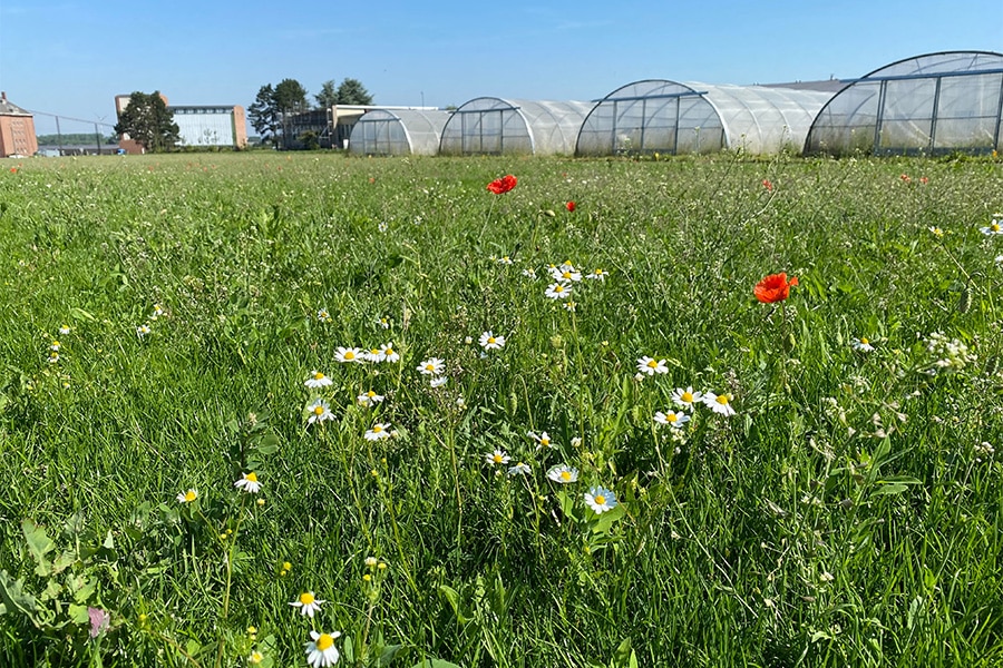 Optez pour une pelouse écologique fleurie !