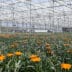 Duitse bloemen- en plantenkweker kiest voor Vlaamse folieserres 1