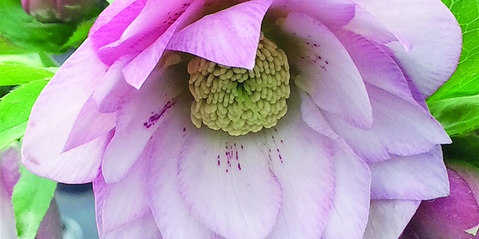 De Helleborus heruitgevonden