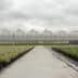 Juiste serre zorgt voor flinke arbeidsbesparing 3