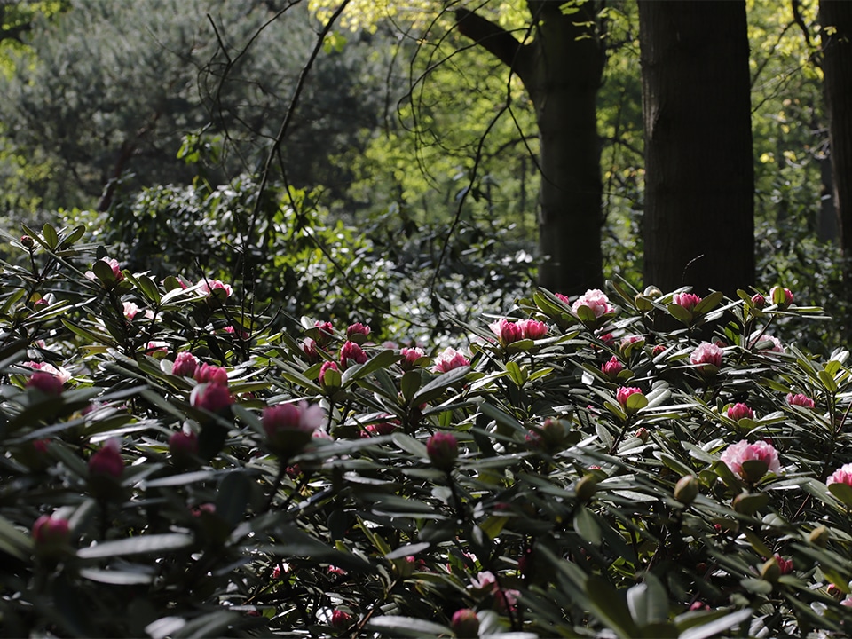 Natuurlijk gekweekte rhododendrons