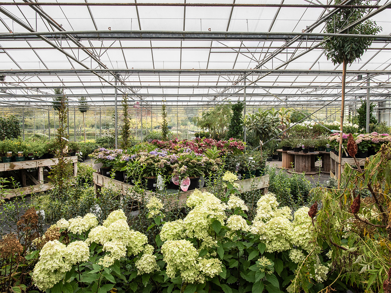 L'hellébore, une plante de jardin facile à entretenir et pleine d'avenir 12
