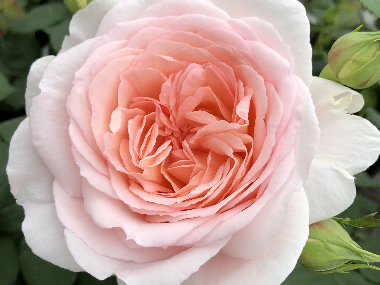 Elf buitenrozen voortaan ‘Excellence Roses’ 11