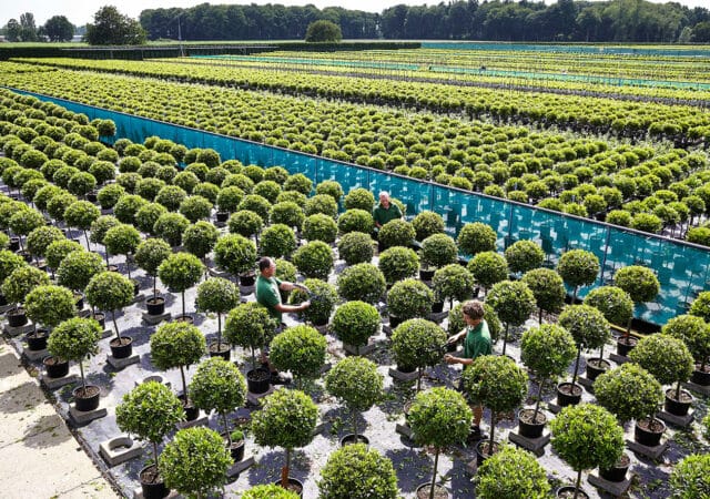 Ook een evergreen moet mee met zijn tijd 5