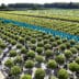 Même un arbre à feuilles persistantes doit évoluer avec son temps 3