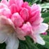Terug van nooit weggeweest: de rododendron 3