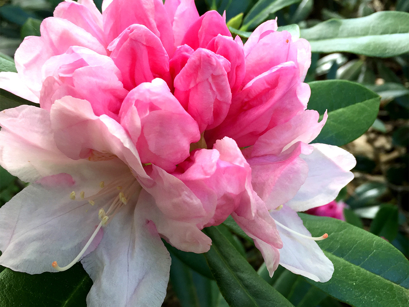 De retour comme s'il n'était jamais parti : le rhododendron 4