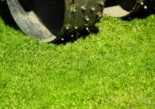 Een groene grasmat, het hele jaar door 6