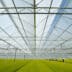 Breng het licht tot diep in de plant 2