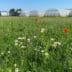 Biodivers bloemengazon start met een visie 3