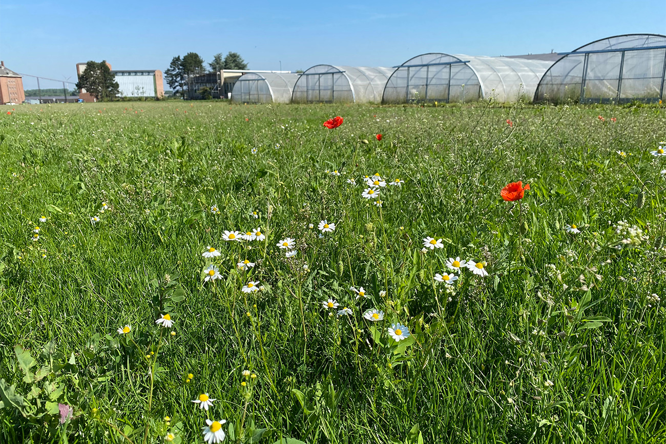 Biodivers bloemengazon start met een visie 4