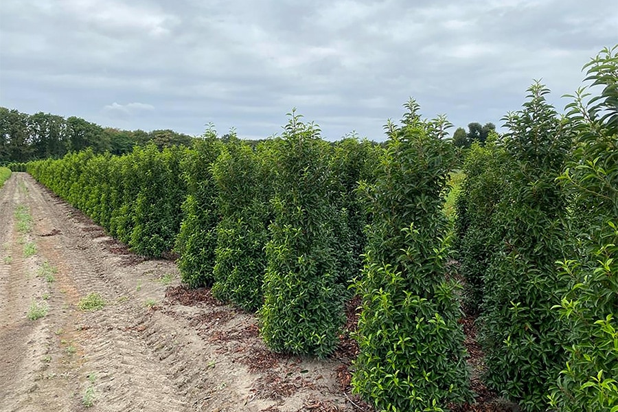 Het hele jaar door een groene tuin met Portugese laurier
