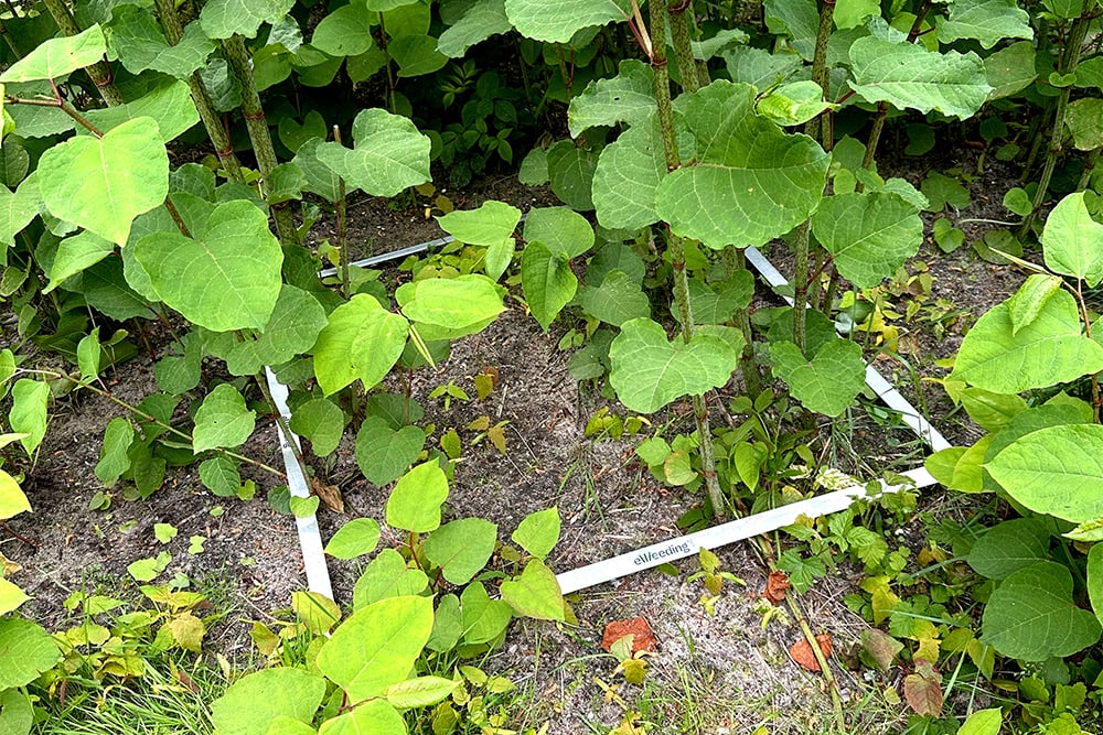 Elektriciteit bestrijdt Japanse duizendknoop