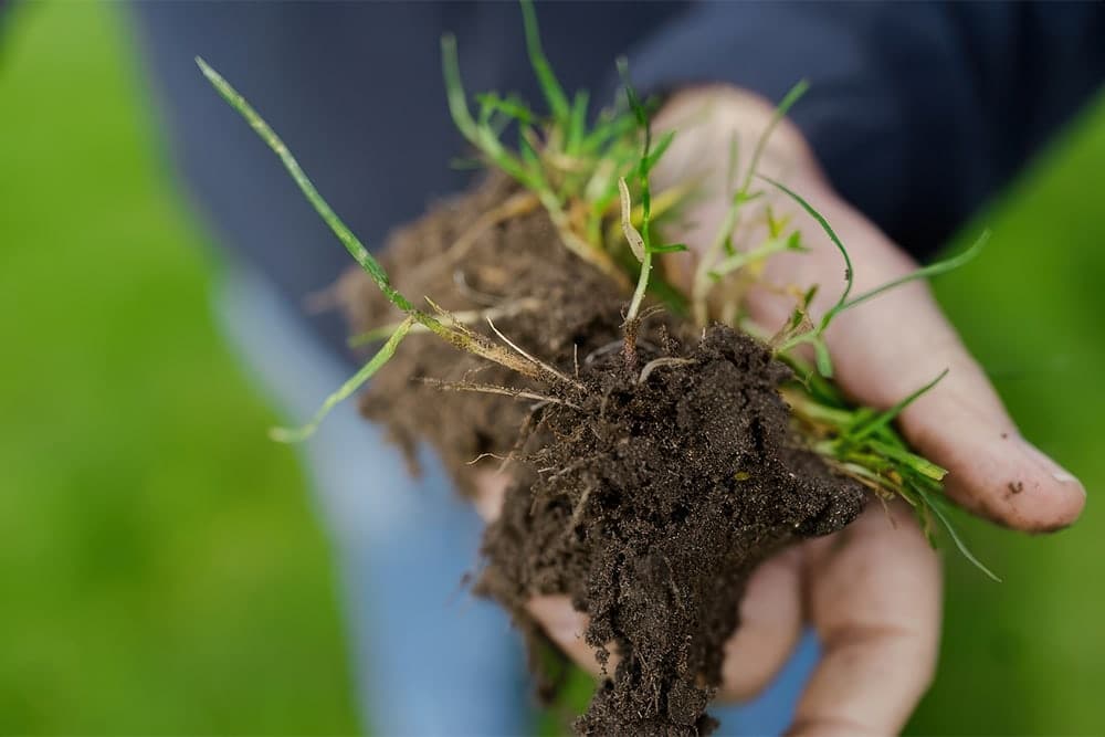 Aangepaste grassoorten: mix & match