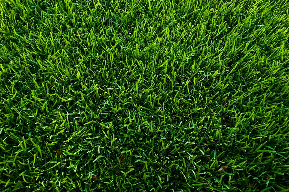 Innovatieve meststof voor gelijkmatig groeiend gras