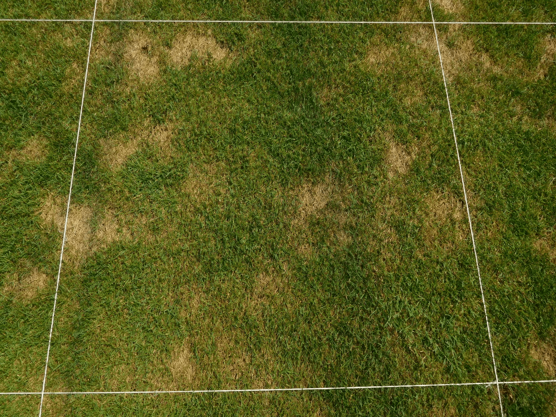 Zomerbemesting: Bevordering van hitte- en droogtetolerantie bij grassen 2