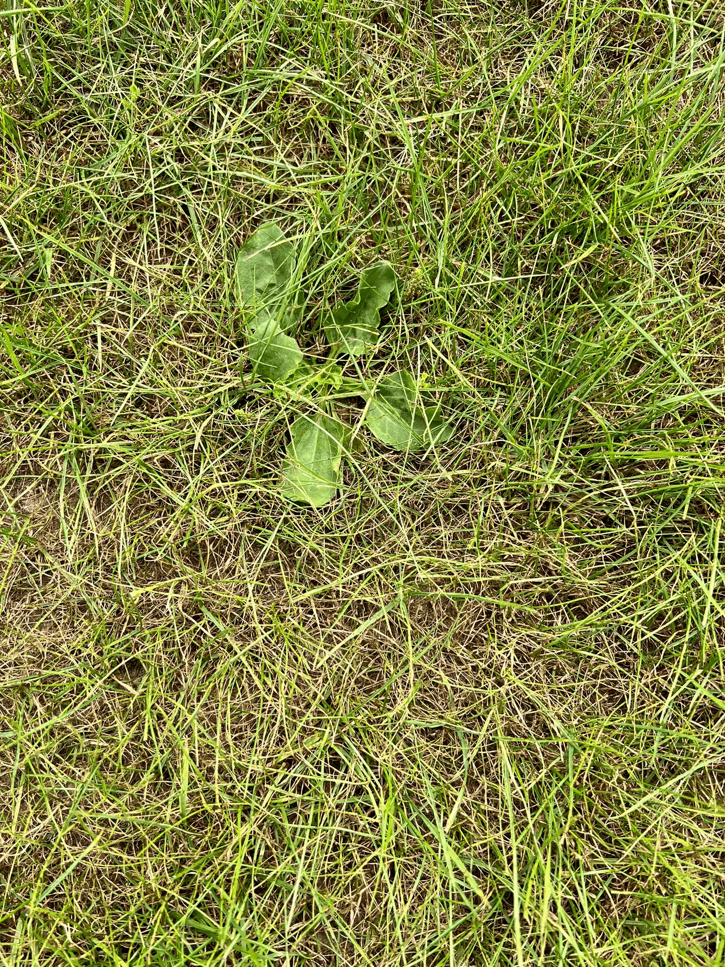 In vier stappen naar een onkruidvrij natuurgrasveld 1